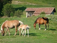 pertica_bassa-scorcio6.jpg