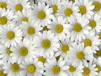 CORSO DI FLORICOLTURA A PERTICA BASSA